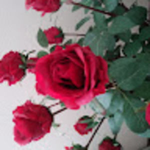 Meet your Posher, Red